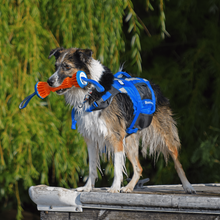Load image into Gallery viewer, Image of a wet dog on a dock wearing a Bluestorm Dog Paddler foam dog life jacket