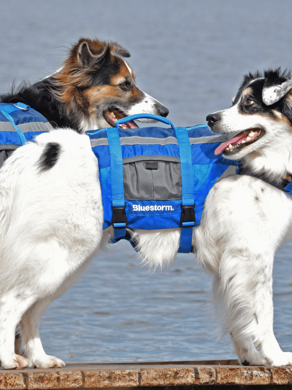 Image of two dogs wearing Bluestorm Dog Paddler foam dog life jackets on a dock