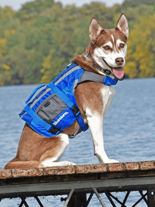 Image of a dog wearing a Bluestorm Dog Paddler foam dog life jacket on a dock