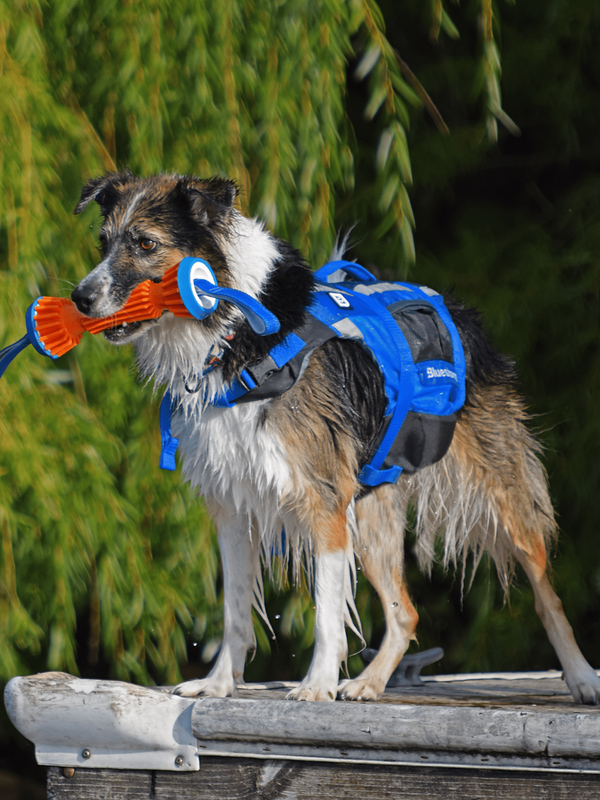 Image of a wet dog on a dock wearing a Bluestorm Dog Paddler foam dog life jacket